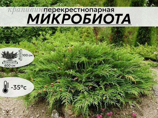 микробиота