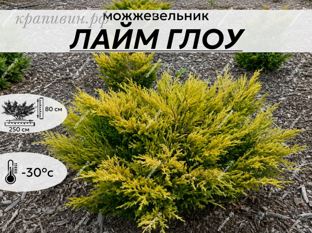 лайм глоу