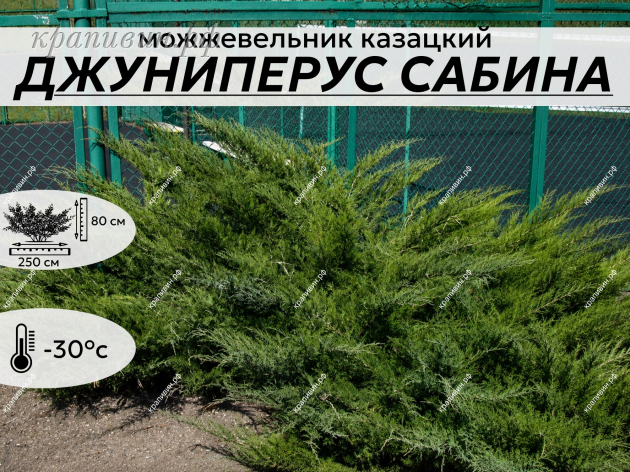 джуниперус сабина