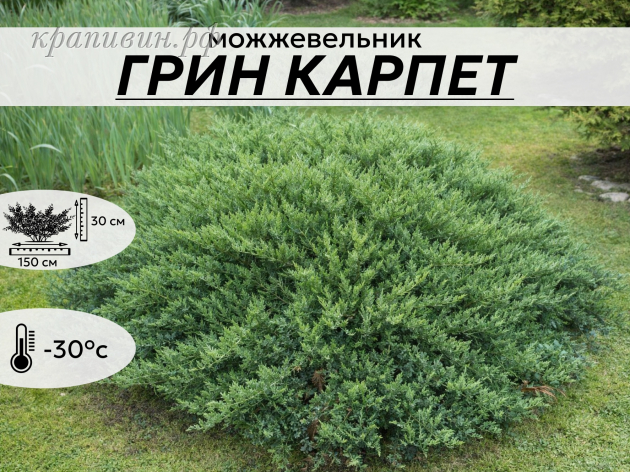 ГРИН КАРПЕТ