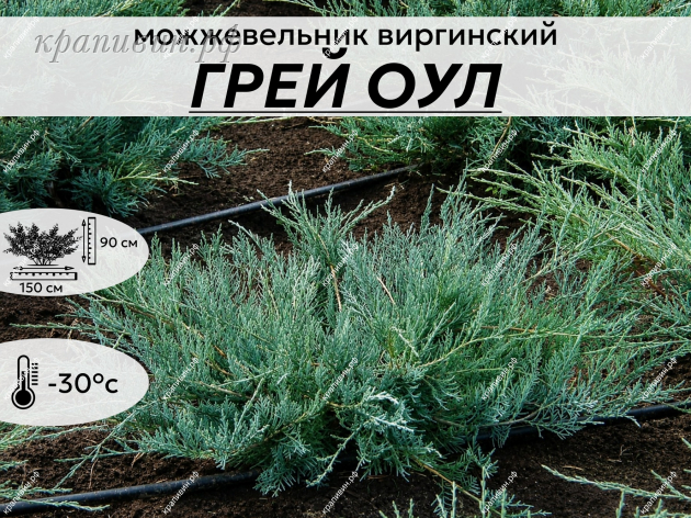 ГРЕЙ ОУЛ
