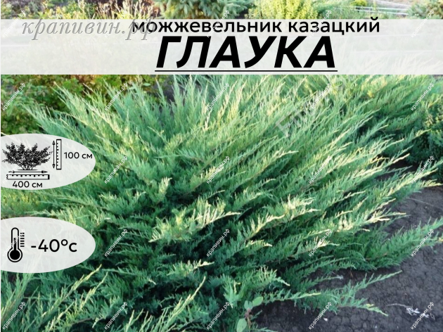 ГЛАУКА