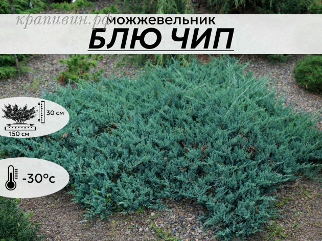 БЛЮ ЧИП
