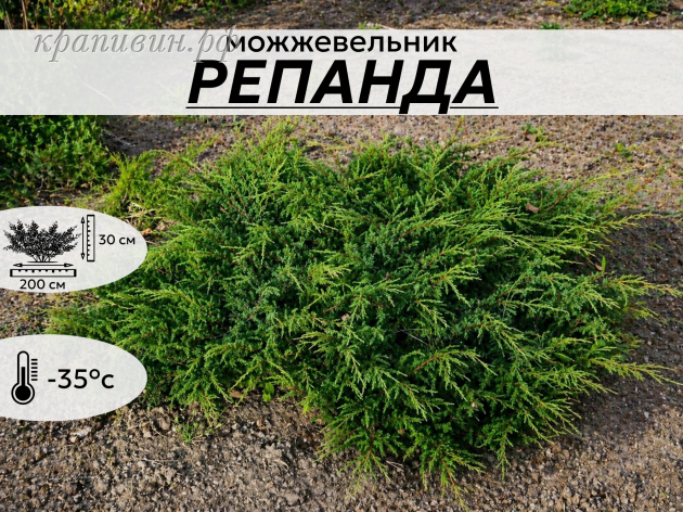 Репанда