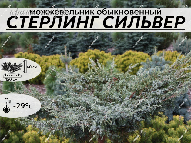 Стерлинг Сильвер
