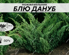 БЛЮ ДАНУБ