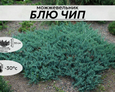 БЛЮ ЧИП