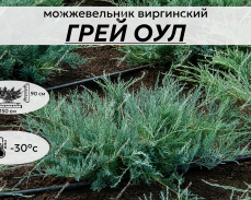ГРЕЙ ОУЛ
