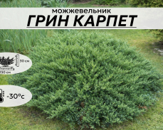 ГРИН КАРПЕТ