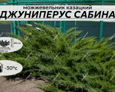джуниперус сабина