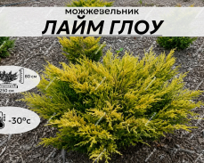 лайм глоу