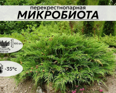 микробиота