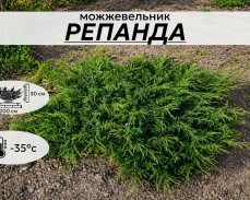 Репанда