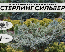 Стерлинг Сильвер