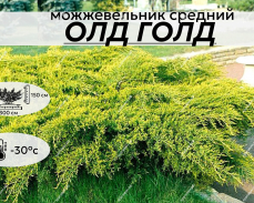 ОЛД ГОЛД