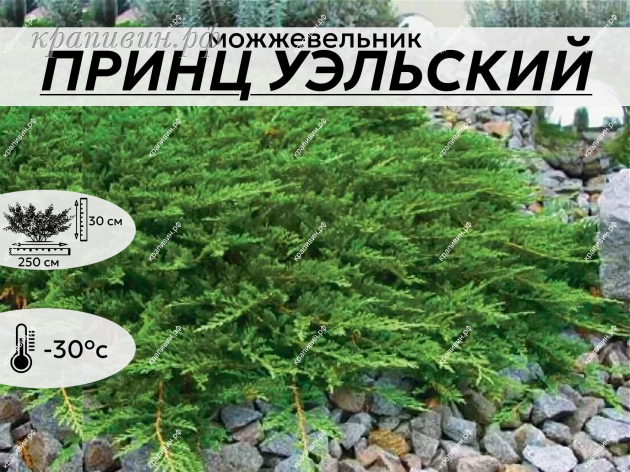 ПРИНЦ УЭЛЬСКИЙ