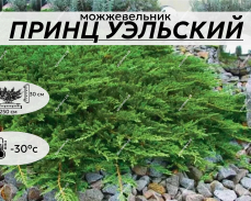 ПРИНЦ УЭЛЬСКИЙ