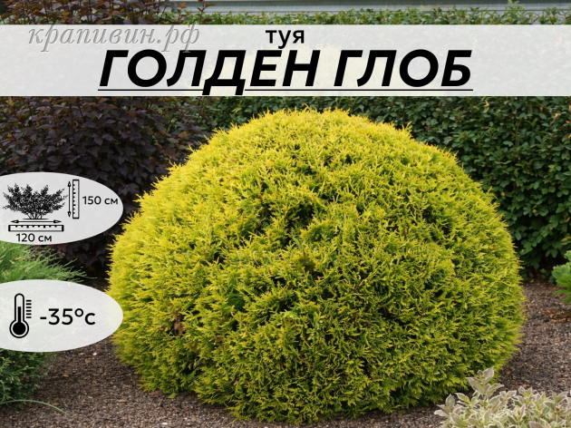 ГОЛДЕН ГЛОБ