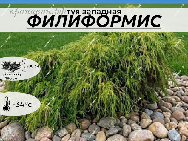 ФИЛИФОРМИС
