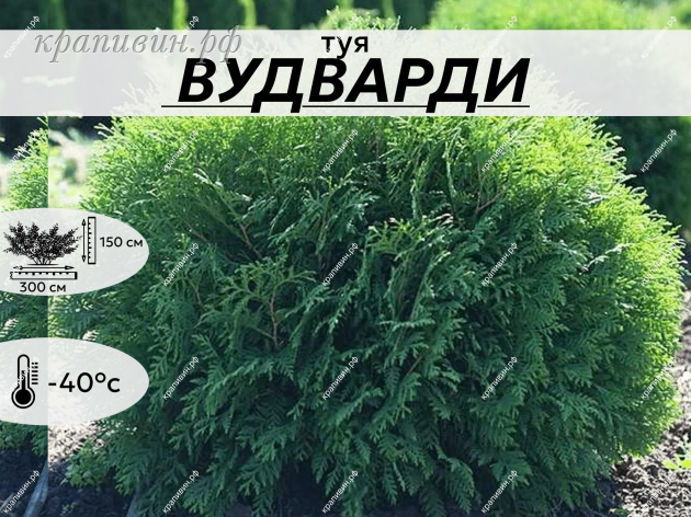 ВУДВАРТИ