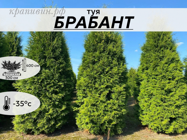 БРАБАНТ
