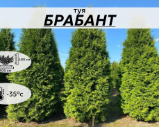 БРАБАНТ
