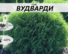 ВУДВАРТИ