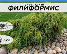 ФИЛИФОРМИС