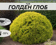 ГОЛДЕН ГЛОБ