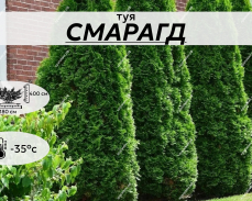 СМАРАГД