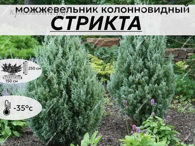 СТРИКТА