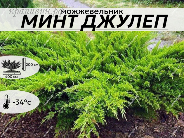МИНТ ДЖУЛЕП