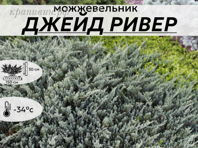 ДЖЕЙД РИВЕР