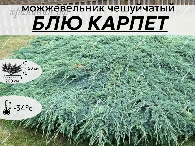 БЛЮ КАРПЕТ