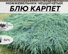 БЛЮ КАРПЕТ