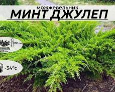 МИНТ ДЖУЛЕП