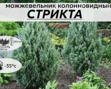 СТРИКТА