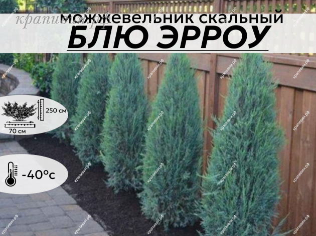БЛЮ ЭРРОУ