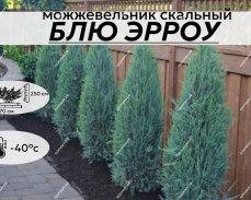 БЛЮ ЭРРОУ
