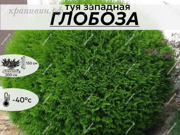 глобоза