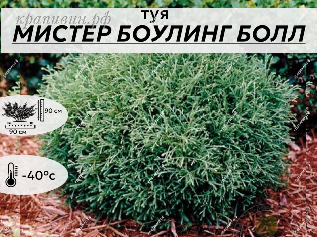 МИСТЕР БОУЛИНГ БОЛ