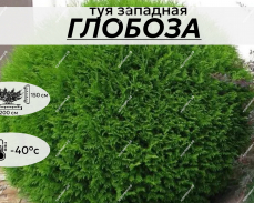 глобоза