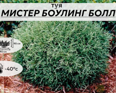 МИСТЕР БОУЛИНГ БОЛ