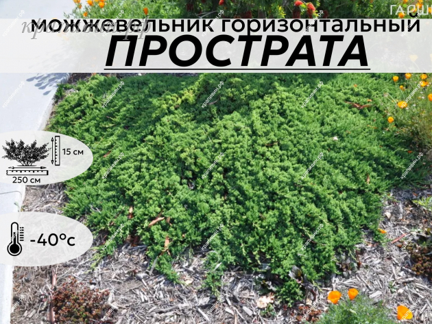 ПРОСТРАТА