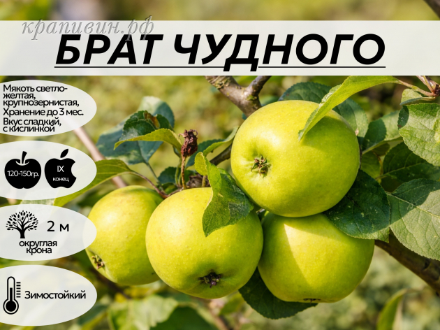 брат чудного