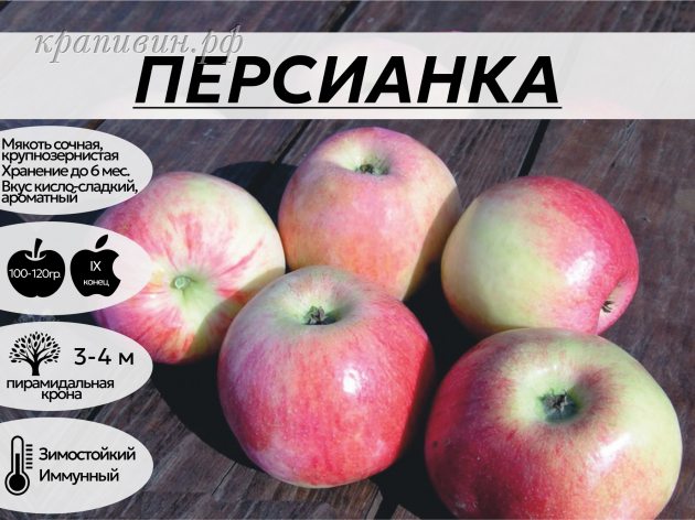 персианка