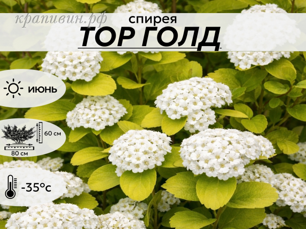ТОР ГОЛД