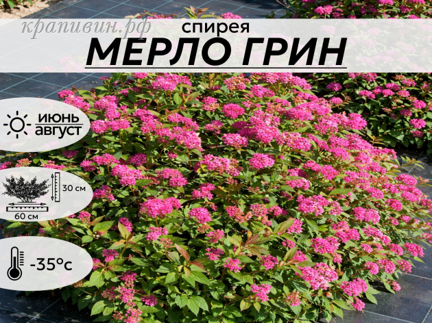 МЕРЛО ГРИН