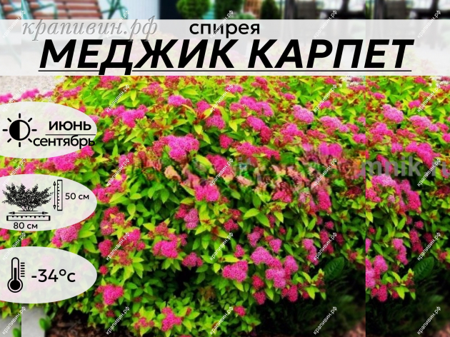 МЕДЖИК КАРПЕТ