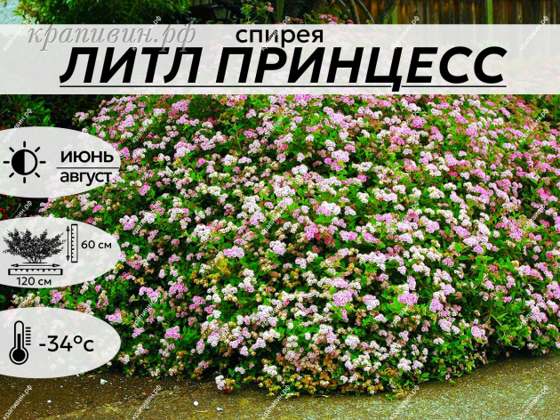 ЛИТЛ ПРИНЦЕСС